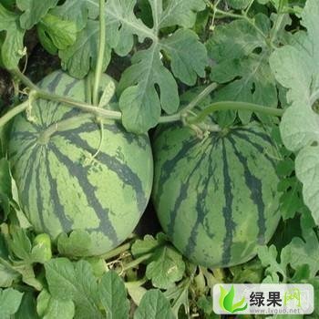 冠龙价格