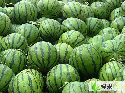 金城5号价格