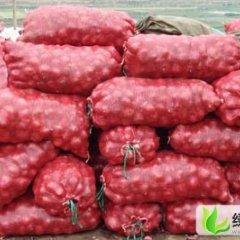 山东安丘红皮洋葱：担山北于宗喜