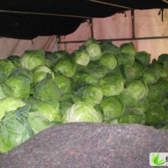 山西清徐新中甘，绿宝石：小武村王有柱