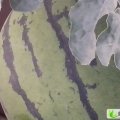 河北清苑京欣：南段庄段云松