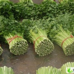 山东高青美国西芹：唐坊镇崔晓艺馨