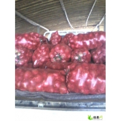 山东安丘圆葱（卡木一）洋葱：担山北于宗喜