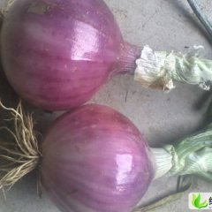 山东安丘红皮洋葱：安丘担翟先生