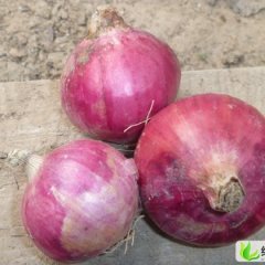 山东惠民红皮洋葱：李庄镇浩东果蔬