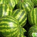 甘肃靖远高湾的晒沙石缝缘西瓜现在正在火热预定中