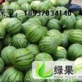 河南尉氏花皮无籽：张氏镇孙保卫