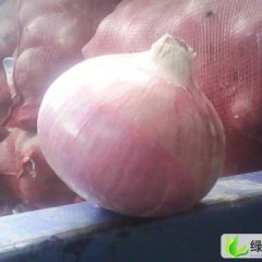 河南尉氏红皮洋葱：永兴镇马学军