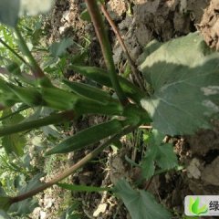 浙江诸暨黄秋葵：黄秋葵批发