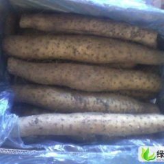 山东莱西白玉山药：孙受镇马静