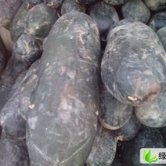 河北清苑清凉城招牌冬瓜：清凉城王占国