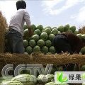 山东惠民花皮无籽：胡集镇孟先生