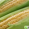 广西横县甜玉米：石塘镇檀先生