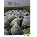 新疆昌吉市安农二号：杨鲁峰