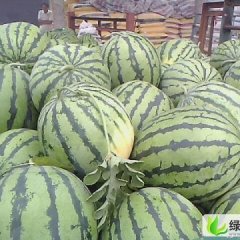 黑龙江萝北全福999：军川农宋先生