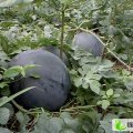 湖北京山黑皮无籽：孙桥镇小王