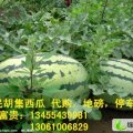 山东惠民花皮无籽：胡集镇苗富贵