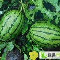 山东惠民黑皮有籽：陈集杨宗湘
