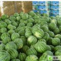 陕西合阳京欣：马家庄卢小恒