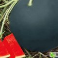 湖北松滋黑皮无籽：景星村刘光红