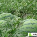 山西定襄西农八号：横山村郭文会