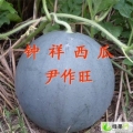 湖北钟祥黑皮无籽：官庄湖尹作旺
