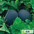 山东东明新红宝：小井乡娄先生
