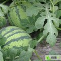 湖北钟祥黑皮无籽：湖北钟祥官庄湖 高智勇