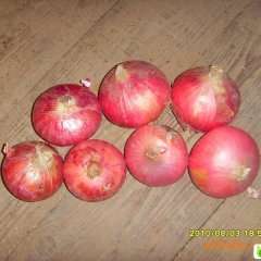 惠民7-9公分红皮洋葱1930元/吨