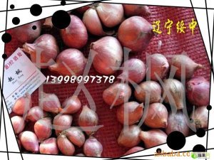 供应辣味浓红葱头(绥中)