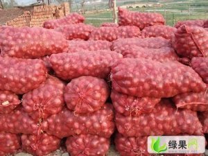 供应“天然杀菌剂”洋葱(图)