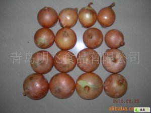 青岛洋葱600.00元/吨