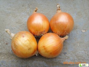 青岛红叶三号、地球5-7公分小园葱