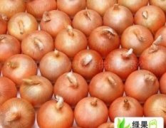 农资绿色蔬菜、黄皮洋葱