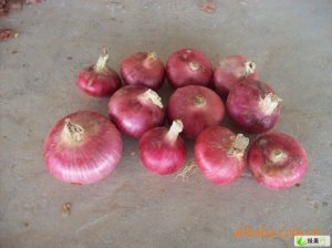 急！一百吨5-7红葱急于出售1元/千克