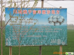 江苏丰县新鲜中晚熟洋葱、量大优惠