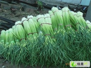 供大姜、苹果、圆葱、土豆