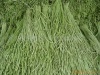 海南果蔬种植基地6500亩供应豆角