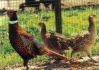 云鹤特种养殖场供应山鸡苗、贵妃鸡