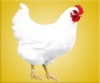 石家庄京石机械化鸡场供伊莎婷鸡苗