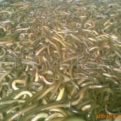 批发野生黄鳝种苗23元/千克