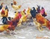 重庆北部新区大量供应 鸡苗