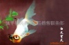 观赏鱼苗：河南供应金鱼鱼苗