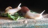 嘉兴：临产白玉蜗牛种苗2元/只