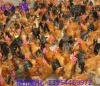 沂蒙山草鸡鸡苗 量大优惠