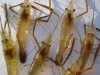 供应优质淡水鲜活河虾种苗