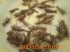 安徽小龙虾种苗20元/千克巨便宜