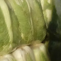 慧根无限