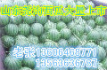 尧沟大西瓜