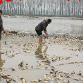 minggao